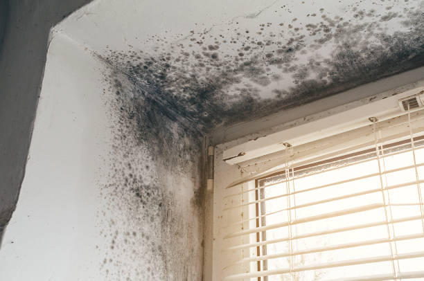 Affordable Basement Mold Removal solutions in Barnesville, MN